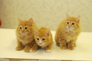 Котята курильского бобтейла. Рыжие.