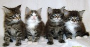 продаются котята породы мейн кун