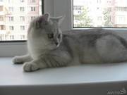 Серебристо-снежные британские котята