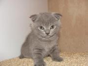 СРОЧНО шотландские котята