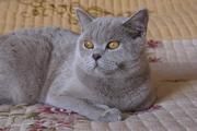 Британский кот     
