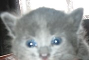 Котенок