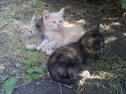 Отдам котят в хорошие руки
