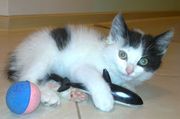 Котёнок ищет приёмных родителей.