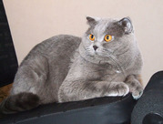 Продаются котята шотландской вислоухой породы