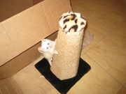Чудесные белые котята