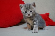 Продам очаровательного британского котенка