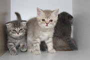 Шотландские вислоухие котята