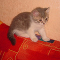 Продаются шотландские котята. Красивые,  ласковые,  очаровательные!