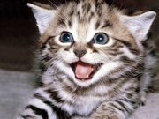 Отдам котёнка в добрые руки!
