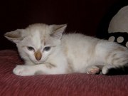 отдадим котят в добрые руки