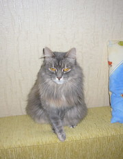 Отдам  кошку *************************