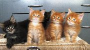 питомник HUNTERCOON*RU  предлагает котят породы Мейн Кун