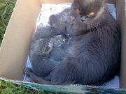 Отдам в добрые руки котят