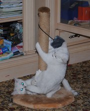британские котята