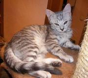 Шотландская прямоухая кошечка