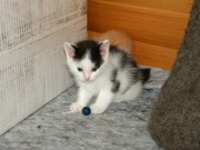 Котёнок,  1, 5 месяца,  гладкошёрстный,   
