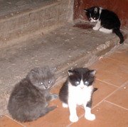 3 котенка 