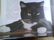 пропал кот,  ул.Минская
