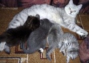 Британские котята: 3(три) девочки,  1(один) мальчик