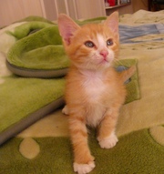 Отдам рыжего котенка