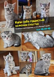 Продаются котята окрас вискас 2 месяца