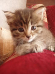 Котёнок(девочка)