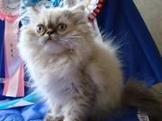 Персидские котята от титулованных родителей