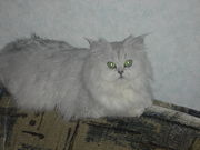 продаю симпатичных котят