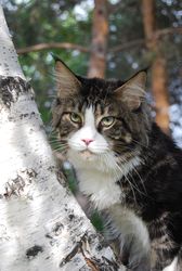 КОТЯТА ПОРОДЫ МЕЙН КУН