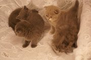 Продаются шотланские плюшевые котятки