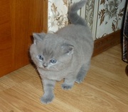 Продам элитных котят Британской породы. 