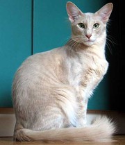Куплю ангорскую кошку.