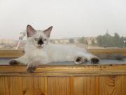 продается кошечка невская маскарадная