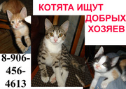 Отдам котят в хорошие руки.