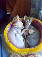 котята канадского сфинкса