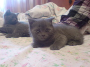 котята,  3000р. Торг.