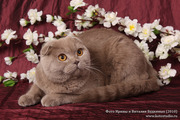 Продаются Шотландские вислоухие, Шотландские короткошёрстные, Британские
