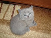 Продам британку срочно