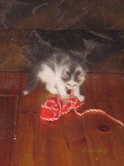 Отдам милых,  пушистых котят от домашней кошечки в хорошие руки.