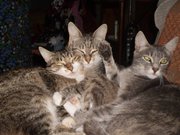 милые котята в  добрые руки