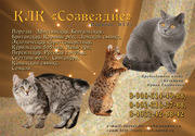 11-12 сентября ВЫСТАВКА КОШЕК Клуба «СОЗВЕЗДИЕ», WCF г.Иваново 