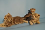 Шотландские вислоухие котята
