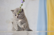 Британские котятки