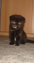 шотландские котята