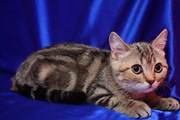 Продаются котята  Скоттиш-страйт