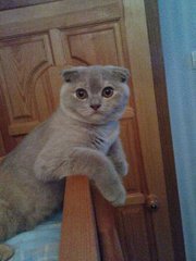 котята