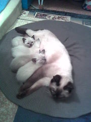 котята сиамские домашние