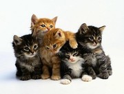 Отдам котят в хорошие руки!!!