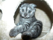 Шотландские котята короткошерстные